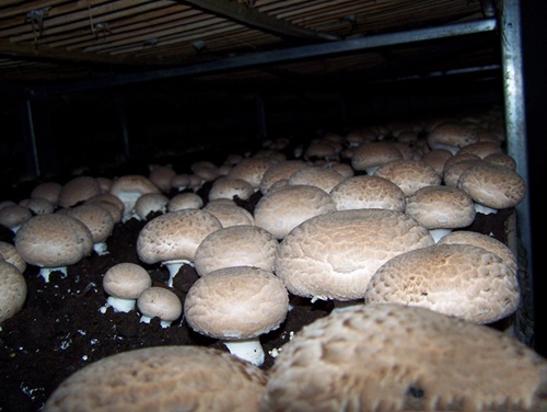 褐蘑菇 (2)