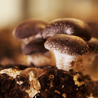褐蘑菇 (4)